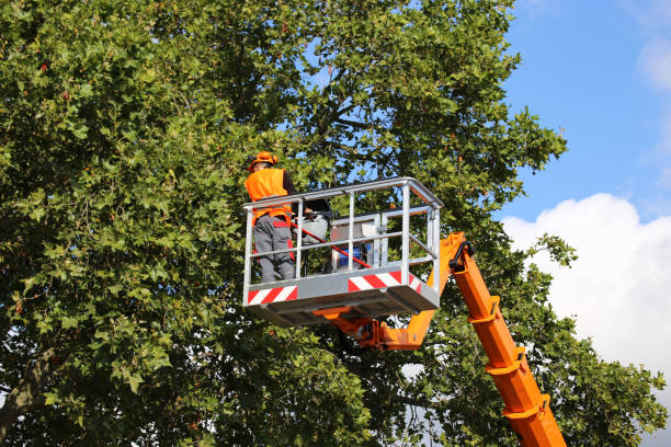 Best Palm Tree Trimming  in Prosser, WA